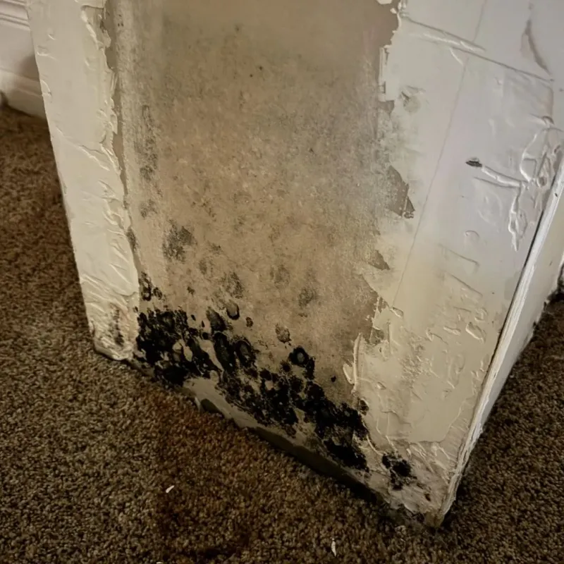 Professional Mold Removal in Algood, TN